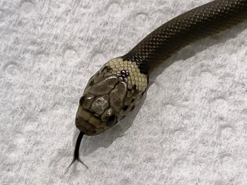  A pale-headed snake is photographed in Sydney