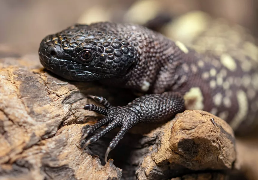 One of the two endangered venomous Mexican beaded lizards that hatched in February at an incubator is seen in Wroclaw Zoo, Poland 