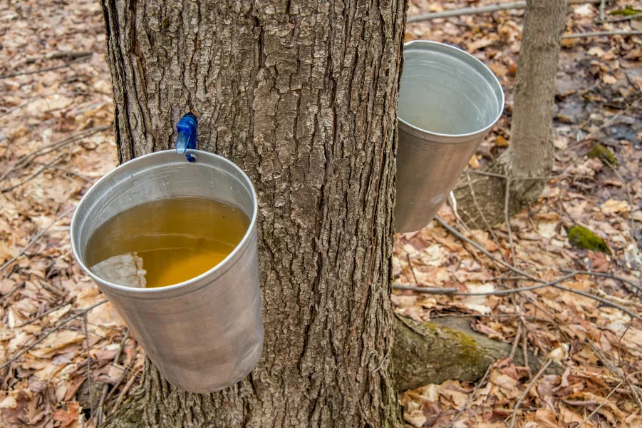 Collecting maple sap