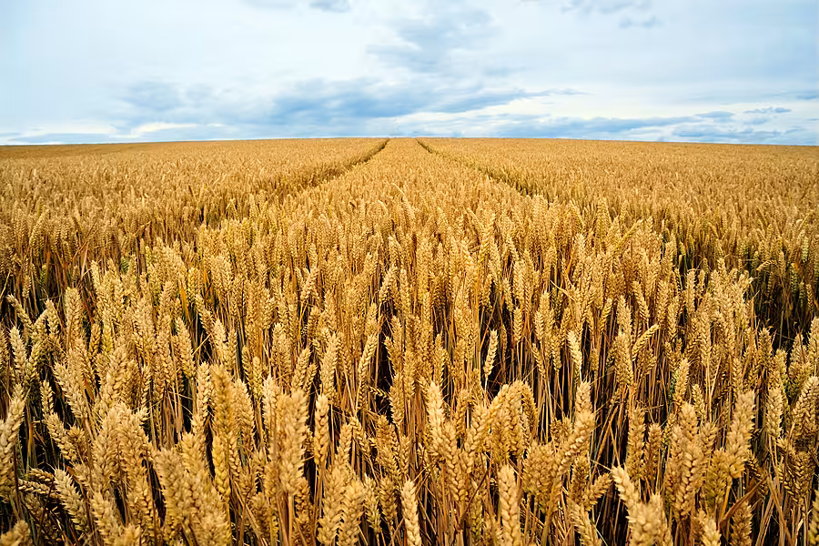 Wheat field