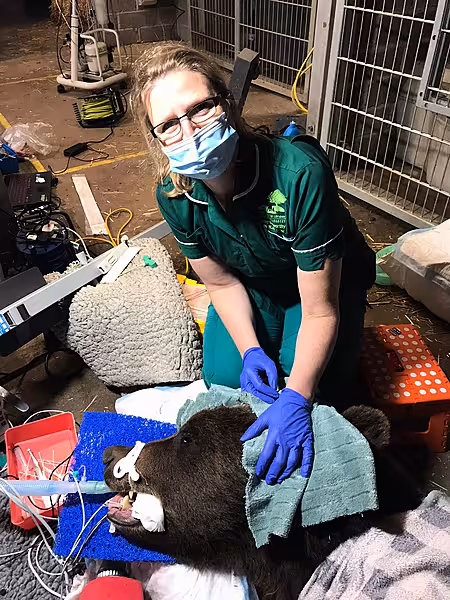 The young bear had a visit from the dentist after developing an abscess in one of his teeth (Bristol Zoological Society/PA)