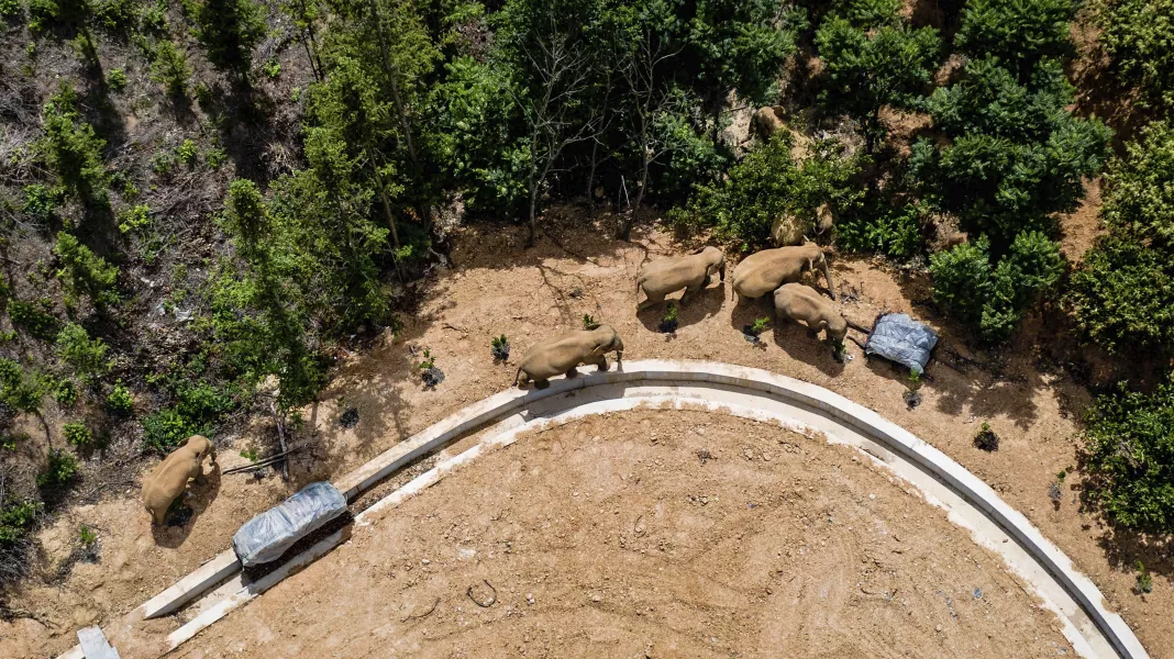 The elephants have walked 300 miles from a nature reserve in China's mountainous south-west