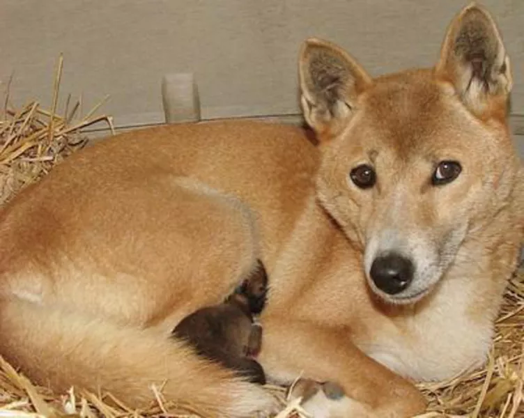 A captive New Guinea singing dog