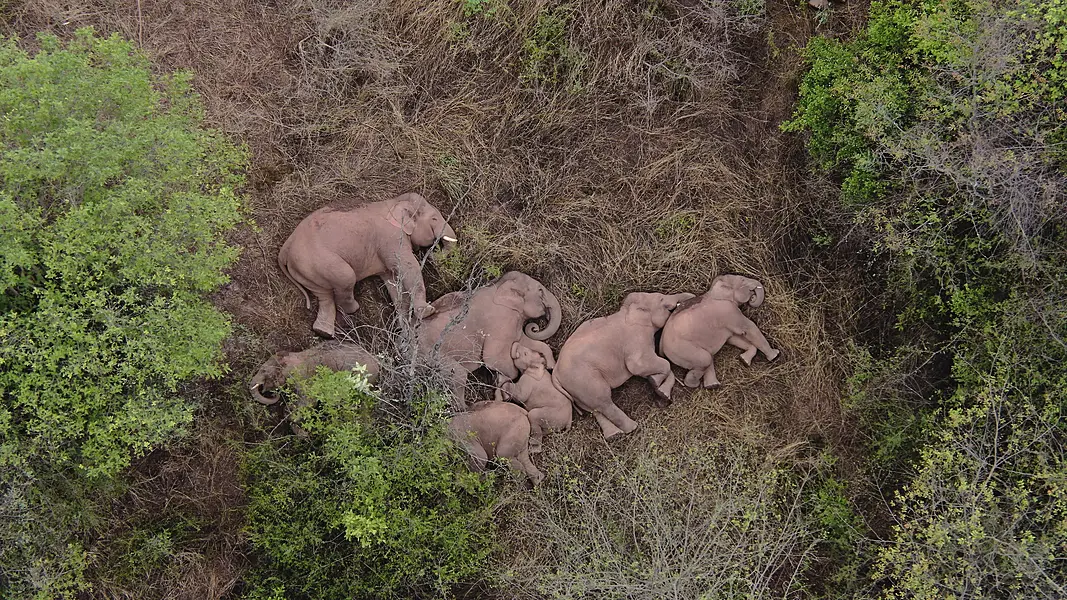 A migrating herd of elephants rests near the Xinyang Township in the Jinning District of Kunming city of south-western China's Yunnan Province 