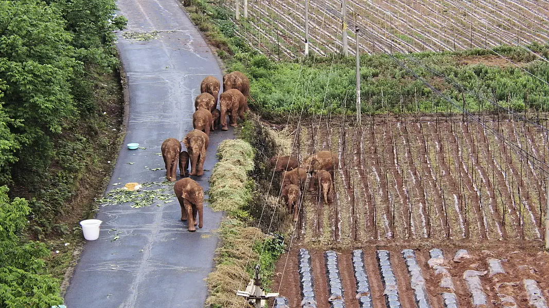 A migrating herd of elephants roam through farmlands of Shuanghe Township, Jinning District of Kunming city in south-western China's Yunnan Province 