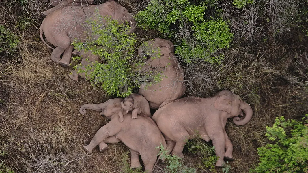 A migrating herd of elephants rests near Xinyang Township in Jinning District of Kunming city in south-western China's Yunnan Province