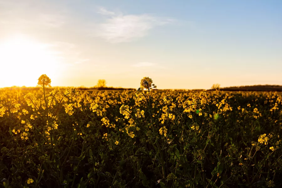 Early morninga walk through a rape seed oil field full of life and colour.