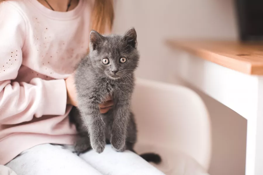 Girl holding gray kitten