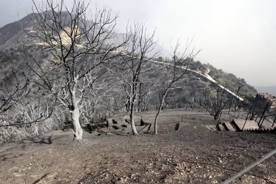 Burned trees near Tizi Ouzou