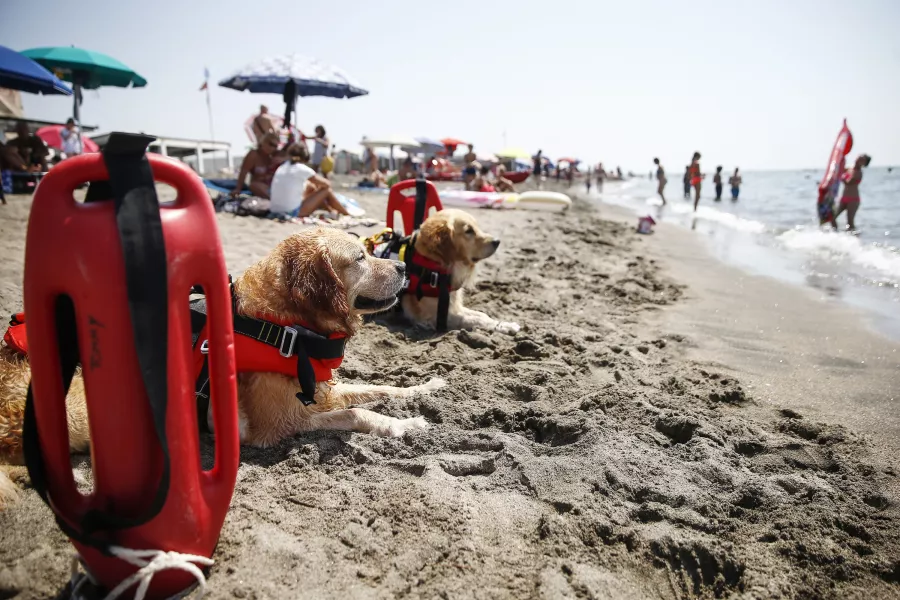 Lifeguard dogs on the beach of Ostia,