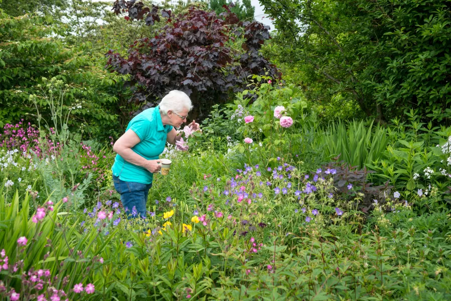 Mature lady smells roses in an English country garden