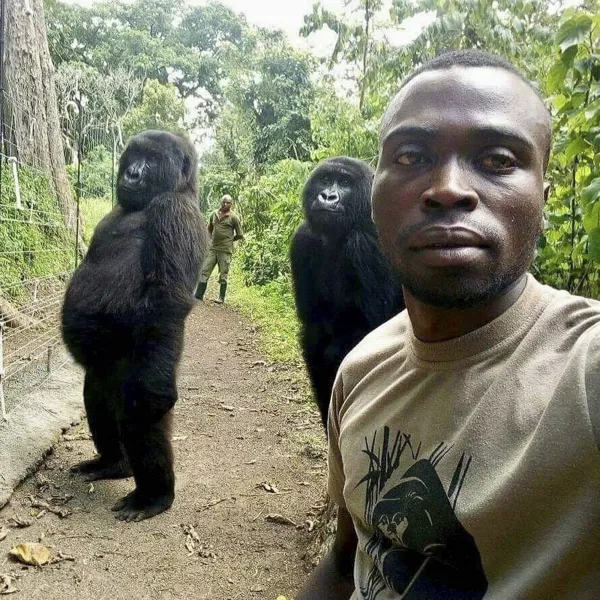 Mathieu Shamavu, a ranger and caretaker at the Senkwekwe Centre for Orphaned Mountain Gorillas, poses for a photo with female orphaned gorillas Ndakasi, left, and Ndeze, centre, at the Senkwekwe Centre for Orphaned Mountain Gorillas in Virunga National Park
