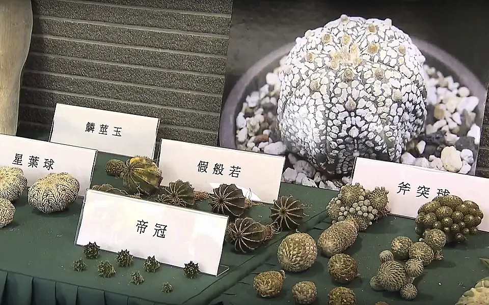 Endangered plants seized by Hong Kong Customs in an anti-smuggling operation 