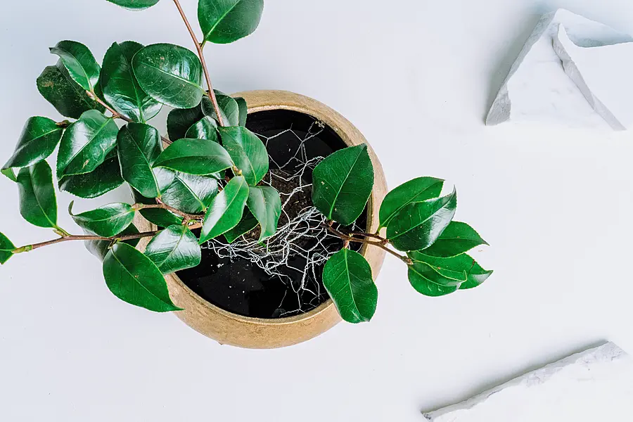 Begin making the tablescape with foliage Michal Kowalski/Michael Dariane/Blooming Haus/PA))