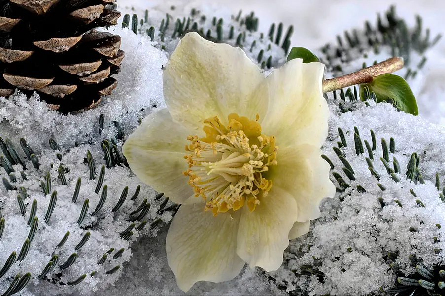 Hellebores can be used in winter tablescapes (Alamy/PA)