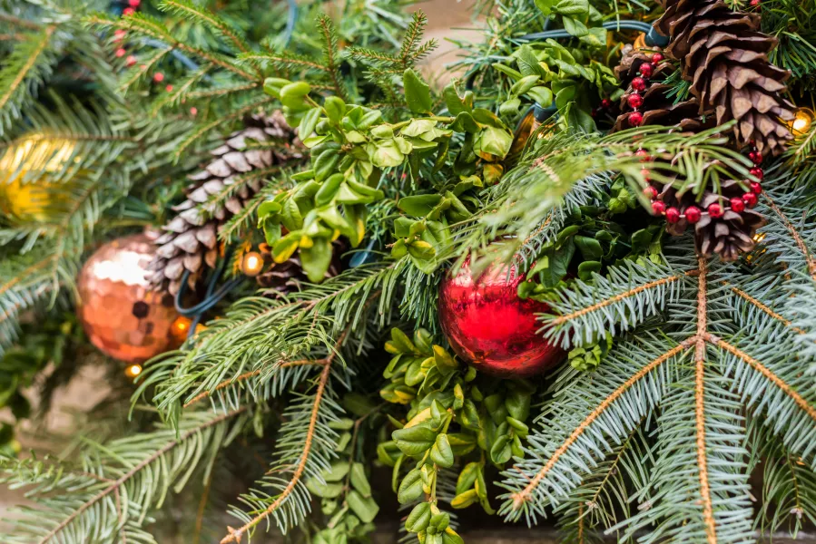Christmas tree clippings (Alamy/PA)