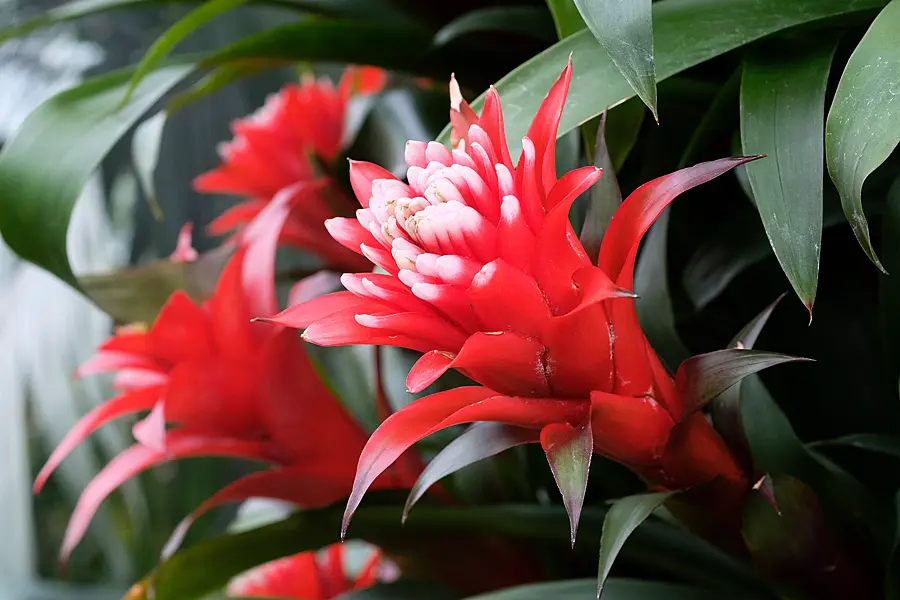 Bromeliad guzmania 'Hope' (Alamy/PA)