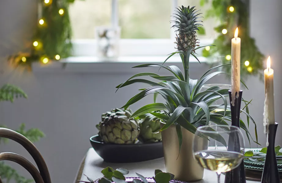 Pineapple plant (Dobbies Garden Centres/PA)