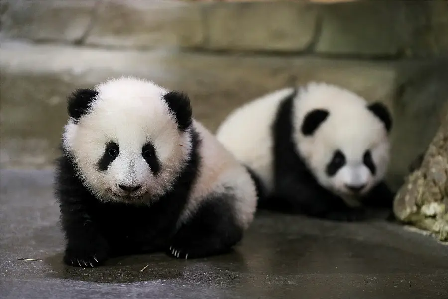 Pandas