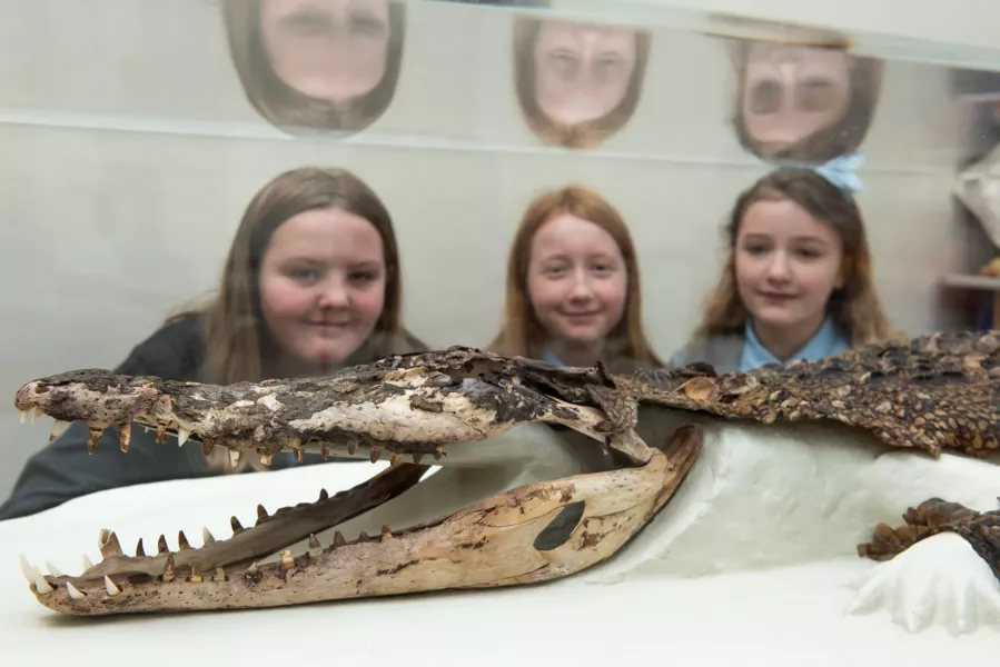 Pupils stand next to the displayed remains of a 102-year-old crocodile.