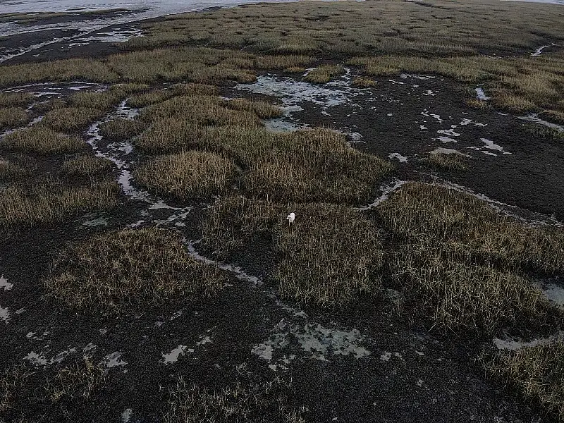 Millie stranded on the mud flats