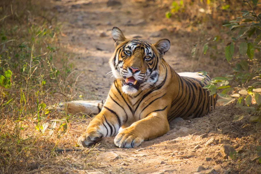 An Indian tiger