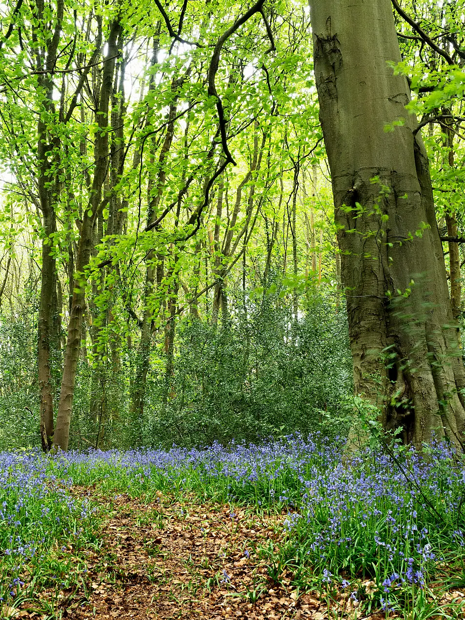 Nidd Gorge Woods in North Yorkshire