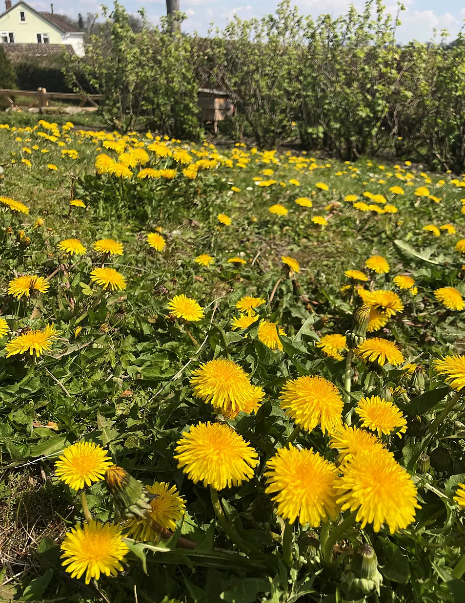 Dandelions in a garden lawn (Archie Thomas/Plantlife/PA)