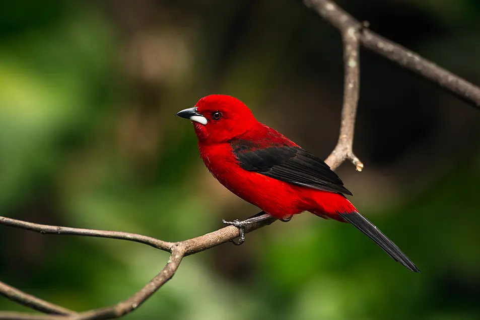 A Brazilian tanager (Alamy/PA)