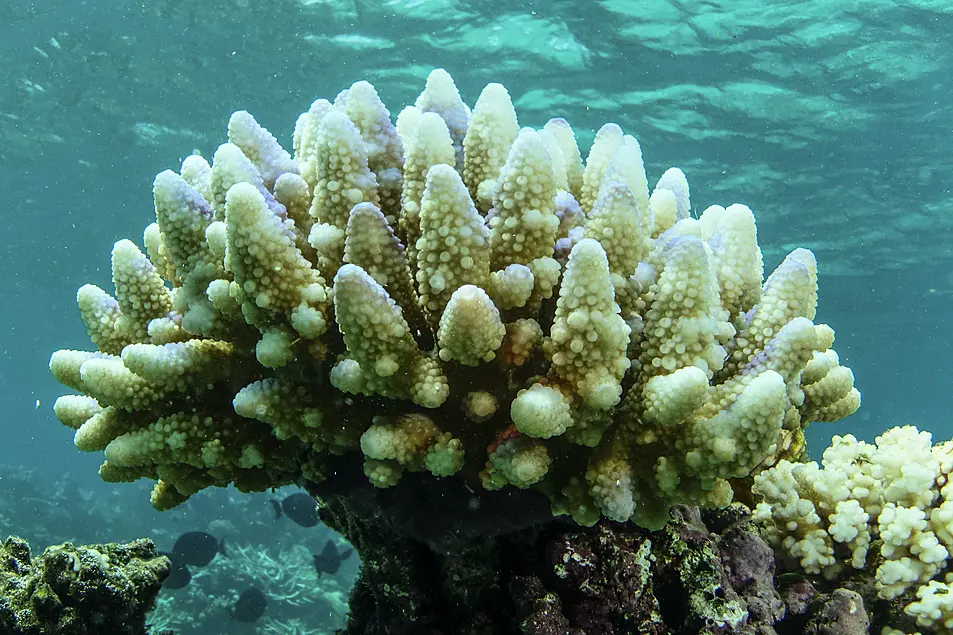 Reef scape of bleached coral in the Townsville/Whitsunday management area of the Great Barrier Reef in Australia