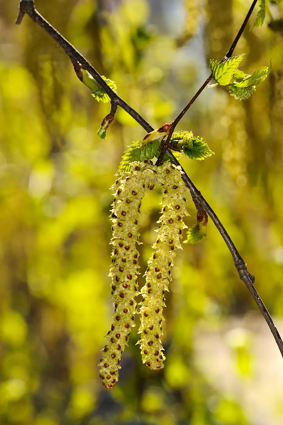 Silver birch catkins (Alamy/PA)