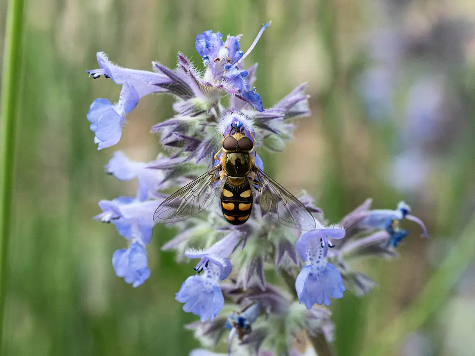 Hoverfly on catmint (Alamy/PA)