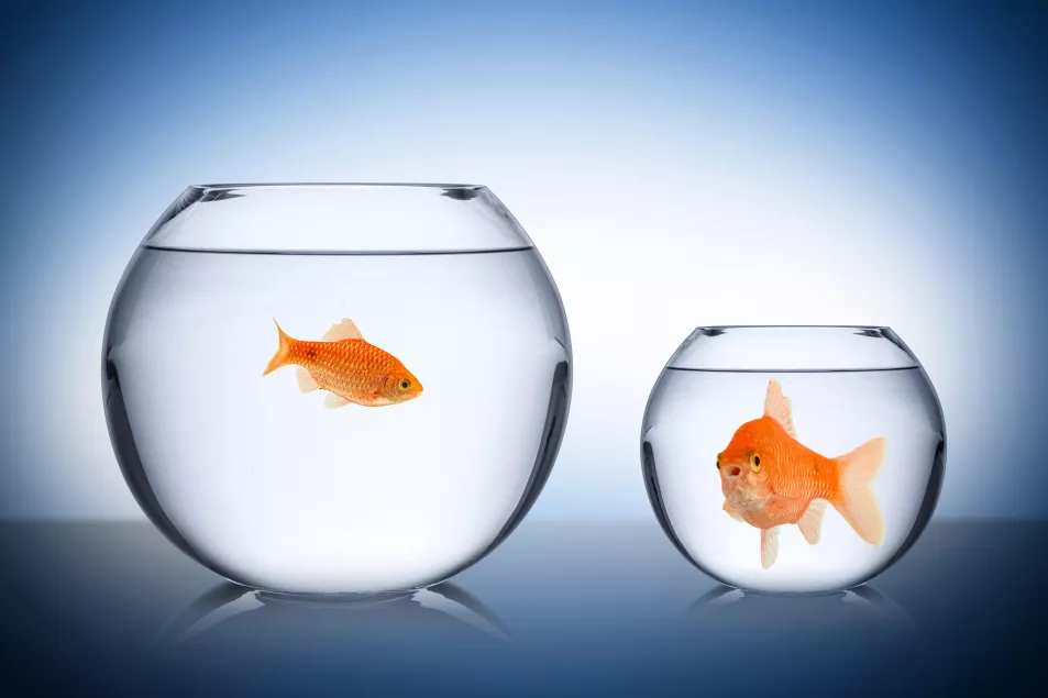 Two goldfish in different sixed fishbowls