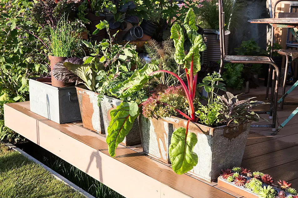 Salad and veg growing in pots