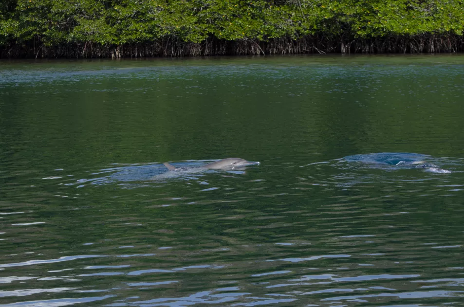 Dolphins swim free