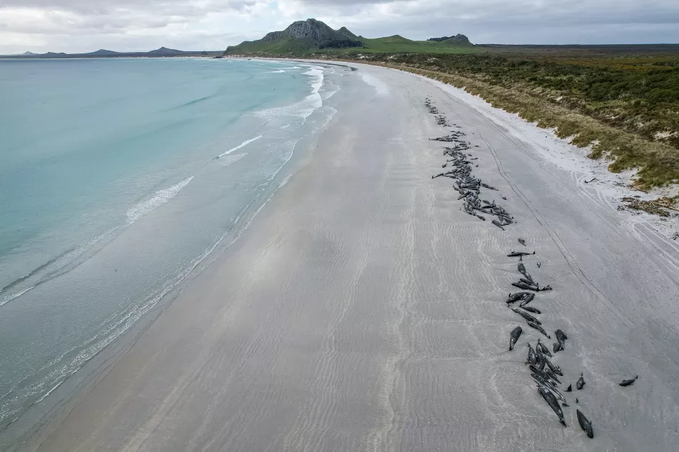 Dead whales on a beach