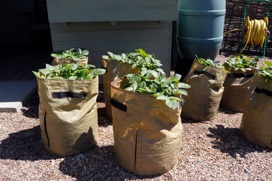 Potatoes growing in bags (Alamy/PA)