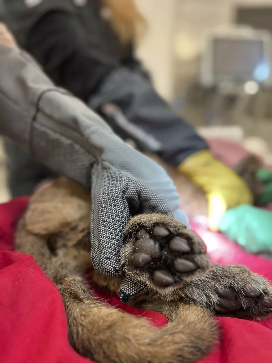 Wildlife officials rescued the critically ill mountain lion cub in Northern California and veterinarians named her Holly for the holiday season as they treat her in intensive care