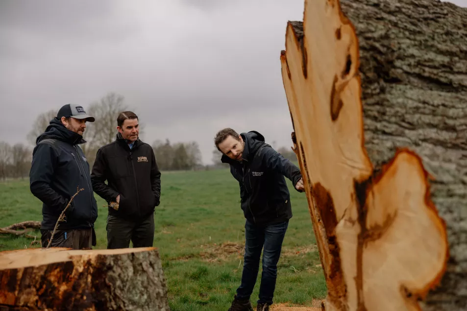 Workers inspect the fallen tree