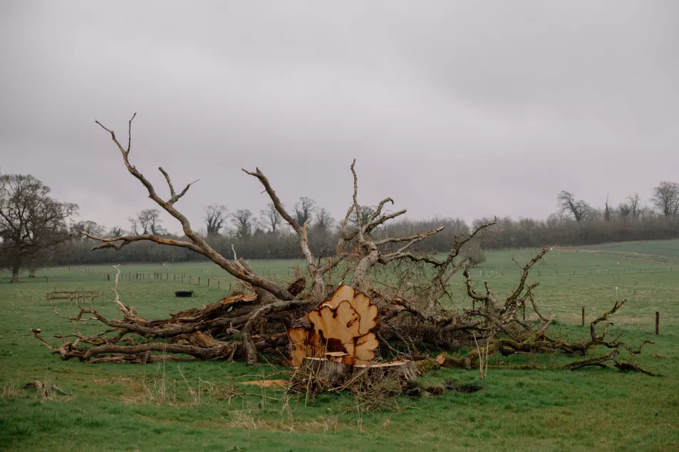 Un roble de 1.000 años de antigüedad fue derribado recientemente por una tormenta en Swainstown Farm en Co. Meath.