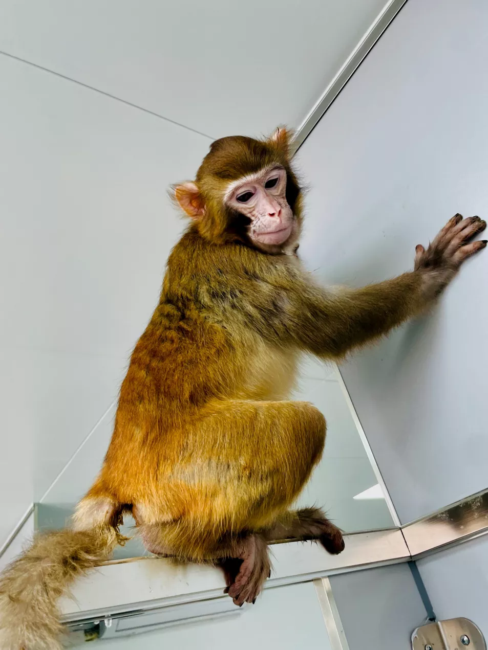 Scientists have named the cloned rhesus monkey ReTro 