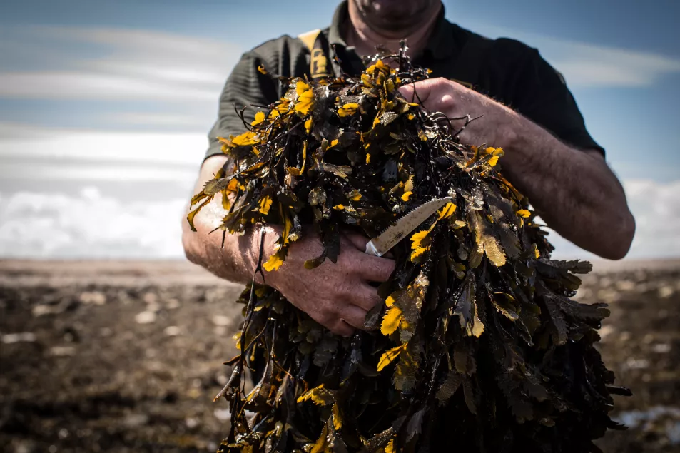 A man harvesting seaweed