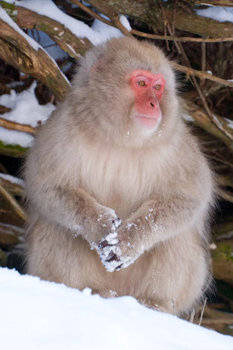 Japanese macaques in the wild