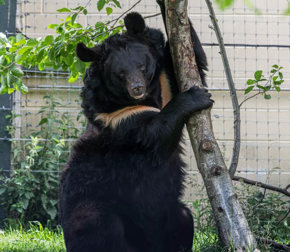 Yampil standing on his two back legs while holding on to a tree trunk