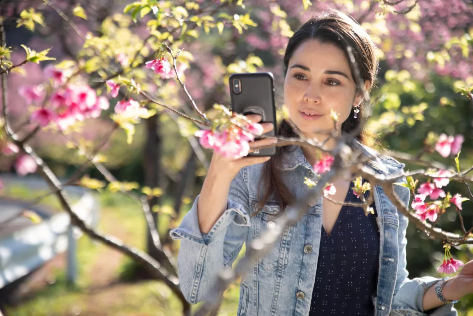 Woman taking photos with iPhone of cherry blossom at Mount Yae ( Yaedake ) in Motobu, Okinawa, Japan