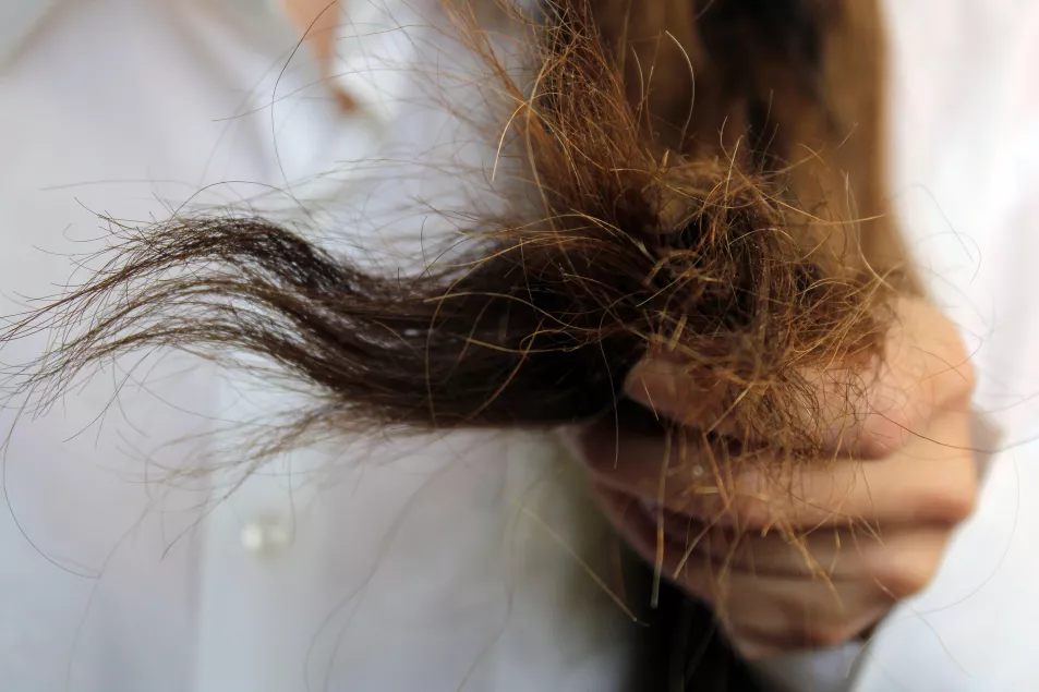 Dry ends of someone's hair