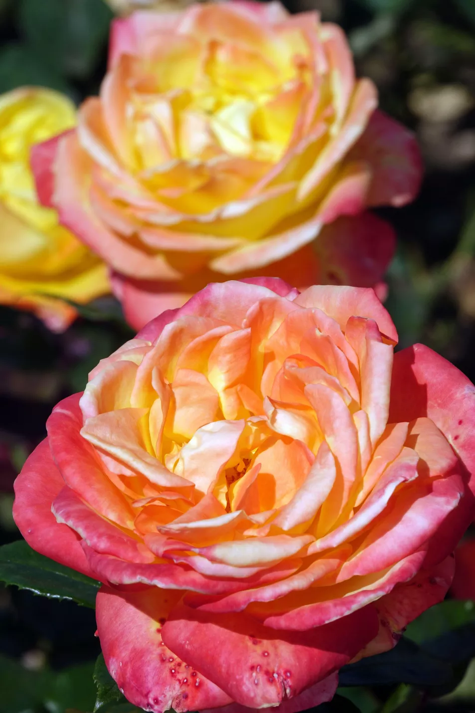 Hybrid plants with blousy blooms can be tricky for bees (Alamy/PA)