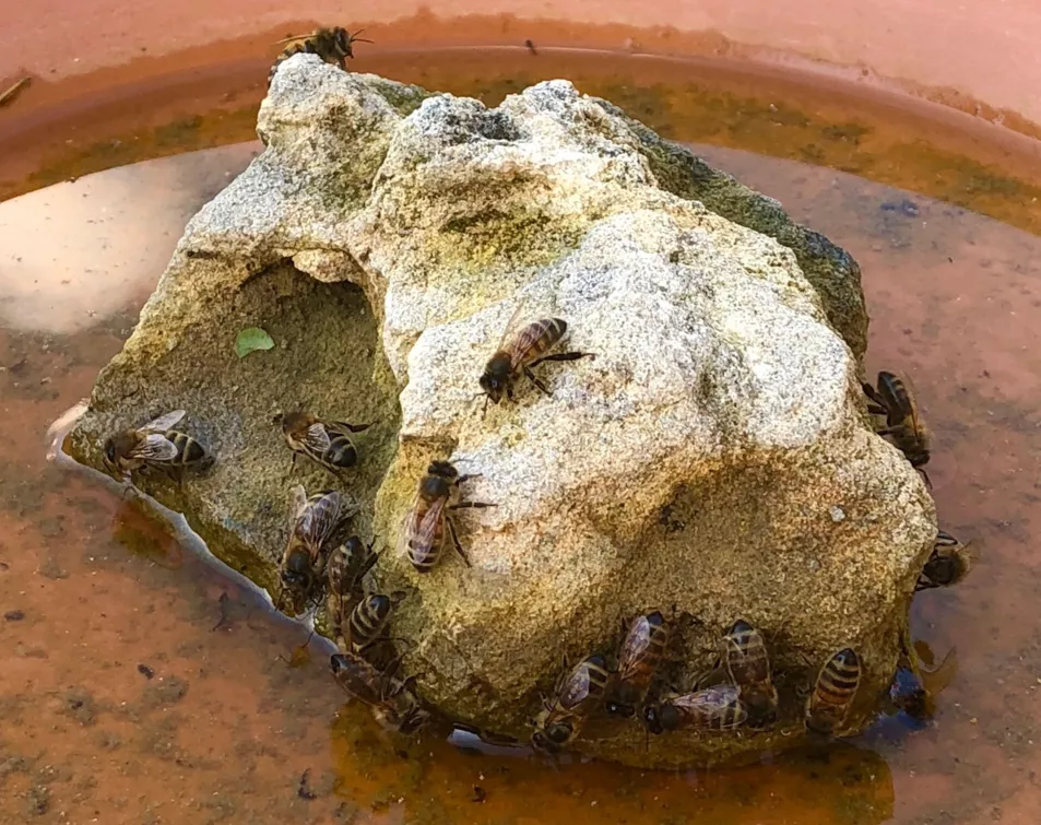 Honey bees accessing water in a pot saucer (Alamy/PA)