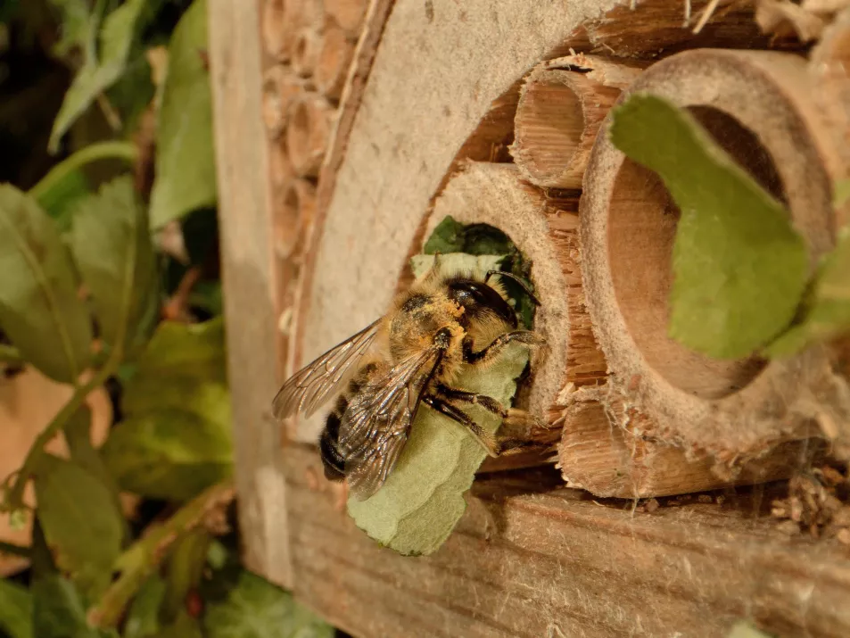 A solitary bee finding shelter in hollow wood (Alamy/PA)