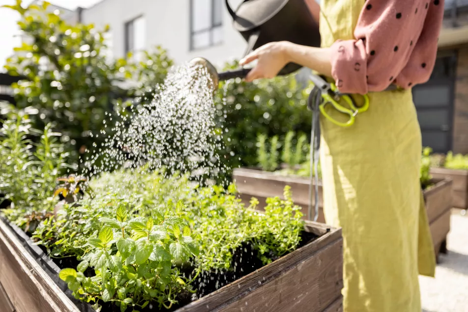A woman watering herbs (Alamy/PA)